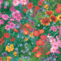 Grland зеленый луг